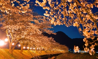 夕空の下、ちょうちんに照らし出された桜堤＝５日午後７時２１分、丹波市春日町柚津