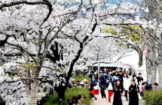 「なだ桜まつり」の会場で、食べ歩きを楽しむ花見客たち＝６日、神戸市灘区神ノ木通４
