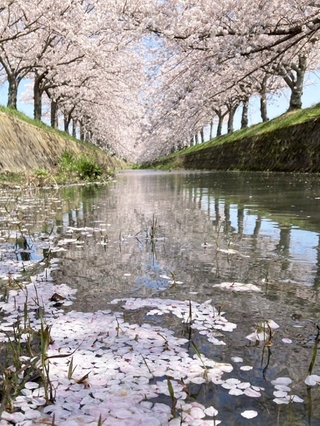 川面に漂うソメイヨシノの花びら＝１０日午後、兵庫県稲美町北山（撮影・笠原次郎）