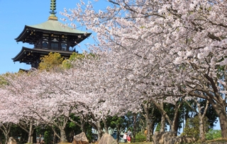 青空の下で咲き誇る桜並木。背景に五重塔がそびえる＝１０日午前、兵庫県播磨町上野添２、野添北公園