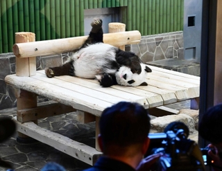 報道陣にカメラを向けられるパンダのタンタン＝２３年９月、神戸市灘区王子町３、神戸市立王子動物園