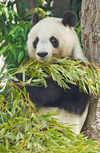 神戸市民に愛された「タンタン（旦旦）」＝2020年６月、神戸市立王子動物園