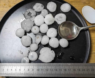 加古川市内の民家で確認されたひょう（提供写真）