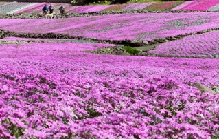 園内を華やかに彩るシバザクラ＝三田市永沢寺