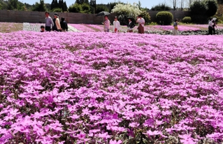 園内を華やかに彩るシバザクラ＝三田市永沢寺