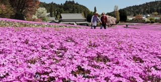 園内を華やかに彩るシバザクラ＝三田市永沢寺、花のじゅうたん