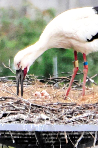 ふ化したコウノトリのひな。３羽の頭部が見える（山本喜一さん提供）