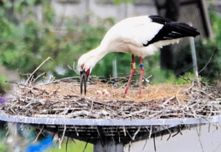 ふ化したコウノトリのひな。３羽の頭部が見える（山本喜一さん提供）
