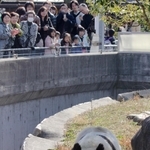 園の人気ナンバーワンだったタンタン＝２０１１年３月、神戸市立王子動物園