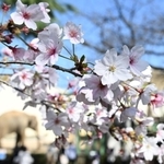 開花した王子動物園のソメイヨシノ＝１日午後、神戸市灘区王子町３
