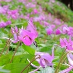 山の斜面を薄紫色に染めるカタクリの花＝丹波市氷上町清住