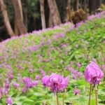 山の斜面を紫色に染めるカタクリの花＝丹波市氷上町清住