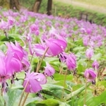 山の斜面を紫色に染めるカタクリの花＝丹波市氷上町清住