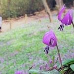 山の斜面を薄紫色に染めるカタクリの花＝丹波市氷上町清住