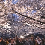 ライトアップされたサクラに見入る来園者たち＝４日夜、神戸市灘区王子町３（撮影・風斗雅博）