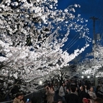 王子動物園の夜桜を楽しむ来園者たち＝４日夜、神戸市灘区王子町（撮影・風斗雅博）