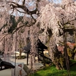 満開を迎え、鮮やかな花が青空に映えるシダレザクラ＝新温泉町竹田（撮影・風斗雅博）