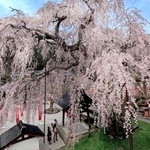 満開を迎え、鮮やかな花が青空に映えるシダレザクラ＝兵庫県新温泉町竹田（撮影・風斗雅博）