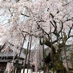 満開を迎え、鮮やかな花が青空に映えるシダレザクラ＝新温泉町竹田（撮影・風斗雅博）