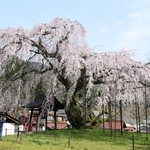 満開を迎え、鮮やかな花が青空に映えるシダレザクラ＝新温泉町竹田（撮影・風斗雅博）