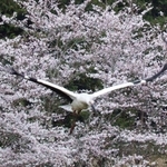 満開の桜を背に、空へと飛び立つコウノトリ＝豊岡市日高町