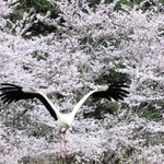 満開の桜を背に、飛び立つコウノトリ＝豊岡市日高町