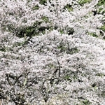 満開の桜のそばで羽を休めるコウノトリ＝豊岡市日高町