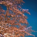 日が暮れ、ちょうちんの明かりに照らされる桜＝丹波市春日町柚津
