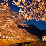 夕空の下、ちょうちんに照らし出された桜堤＝５日午後７時２１分、丹波市春日町柚津