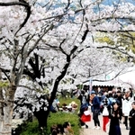 「なだ桜まつり」の会場で、食べ歩きを楽しむ花見客たち＝６日、神戸市灘区神ノ木通４