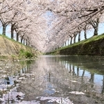 川面に漂うソメイヨシノの花びら＝１０日午後、兵庫県稲美町北山（撮影・笠原次郎）