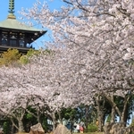 青空の下で咲き誇る桜並木。背景に五重塔がそびえる＝１０日午前、兵庫県播磨町上野添２、野添北公園
