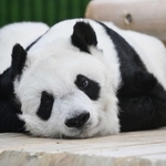 ２８歳になった当時のタンタン＝２３年９月、神戸市立王子動物園
