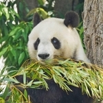 神戸市民に愛された「タンタン（旦旦）」＝2020年６月、神戸市立王子動物園