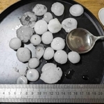 加古川市内の民家で確認されたひょう（提供写真）