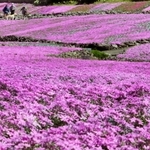 園内を華やかに彩るシバザクラ＝三田市永沢寺