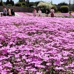 園内を華やかに彩るシバザクラ＝三田市永沢寺