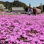 園内を華やかに彩るシバザクラ＝三田市永沢寺、花のじゅうたん