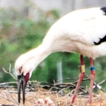 ふ化したコウノトリのひな。３羽の頭部が見える（山本喜一さん提供）