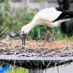 ふ化したコウノトリのひな。３羽の頭部が見える（山本喜一さん提供）