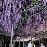 ライトアップされ、夜の境内を薄紫色に染めるフジの花＝宍粟市山崎町上寺、大歳神社