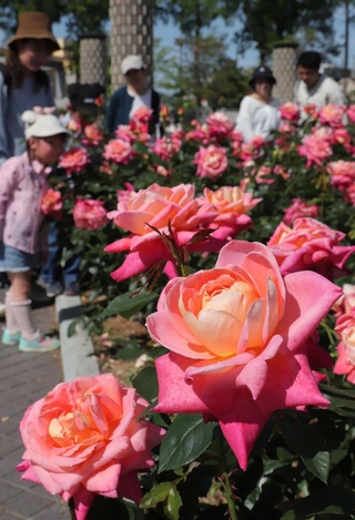 次々と開花し、彩りを増す園内＝伊丹市荒牧６、荒牧バラ公園（撮影・吉田敦史）