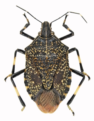 ホーム柵の誤反応の原因とみられるキマダラカメムシ（兵庫県立人と自然の博物館提供）