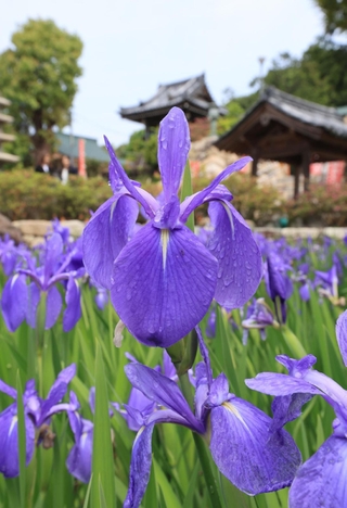 前からの雨にぬれ、しっとりと咲くカキツバタ＝７日午前、神戸市垂水区多聞台２