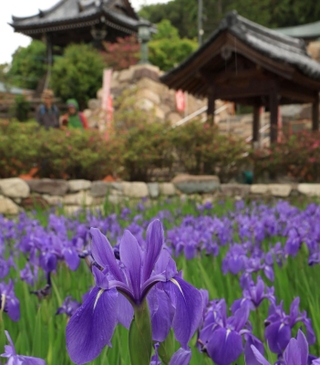 あでやかに咲くカキツバタ＝神戸市垂水区多聞台２、多聞寺