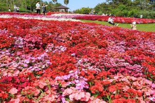 見頃を迎えている色鮮やかなナデシコ＝淡路市夢舞台、国営明石海峡公園