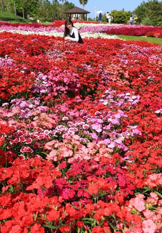 色鮮やかなナデシコが見頃を迎えている＝淡路市夢舞台、国営明石海峡公園（撮影・笠原次郎）