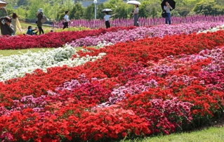 色鮮やかなナデシコが見頃を迎えている＝淡路市夢舞台、国営明石海峡公園（撮影・笠原次郎）