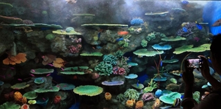 カラフルな魚たちが泳ぐ水槽＝２８日午前、神戸市須磨区若宮町１、神戸須磨シーワールド（撮影・笠原次郎）