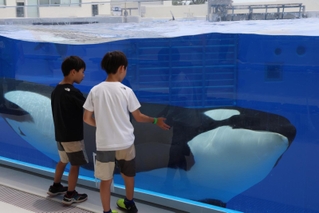 訪れた子どもたちに興味津々のシャチ＝３０日午後、神戸市須磨区若宮町１、神戸須磨シーワールド（撮影・長嶺麻子）